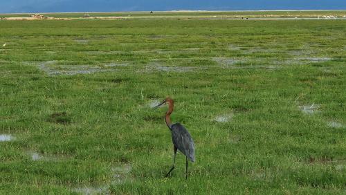 a bird standing in a field of grass at Amanya 3-Bedroom Hut Amboseli in Amboseli
