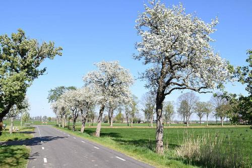 a road with trees on the side of a field at Appartement Ruinerwold in Ruinerwold