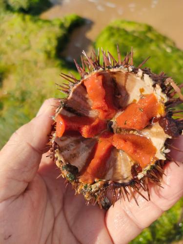 a person holding a half eaten durian fruit at La finestra sul limone in Castelvetrano Selinunte