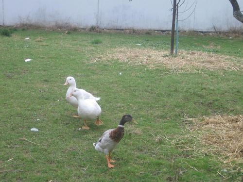 Altri animali domestici presso l'appartamento o nei dintorni