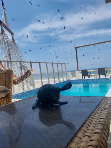 a bird laying on the ground next to a swimming pool at Hospedaje Casa Mercedes Beach in Canoas De Punta Sal