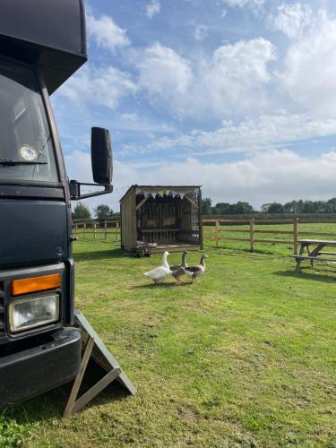 um grupo de gansos num campo ao lado de um camião em North Yorkshire Horse Box em York
