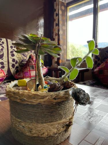 a basket with a plant in it on a table at Ghai Niwas B&B in Dalhousie