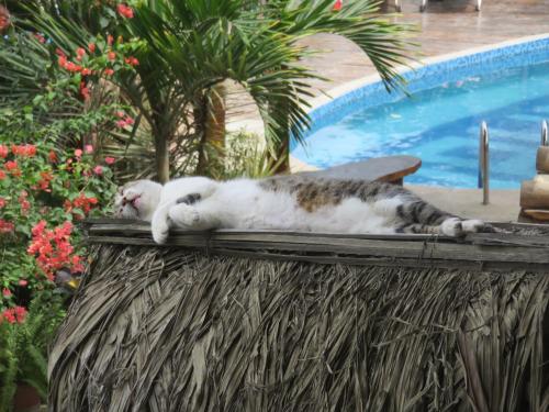 a cat laying on top of a table next to a pool at Hotel Nantu Hostería in Puerto López