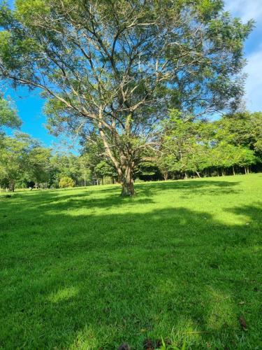 un árbol en un campo de hierba verde en Cabaña San José PY, 