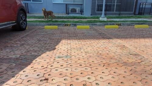 a dog standing next to a car on a brick road at Peñazul La Aldea Condominio en Ricaurte Campestre - Apartamento con vista a piscinas in Ricaurte