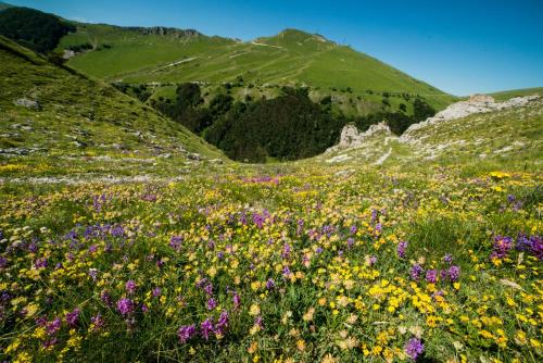 a field of flowers with mountains in the background at Locanda della Rocca in Sarnano
