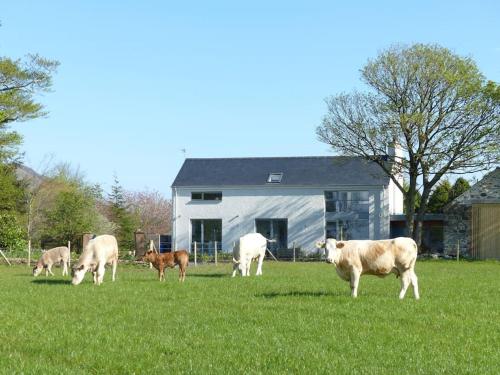 a group of cows grazing in a field with a barn at Barn Lane @ Drumagosker Rural Retreats in Ardmore