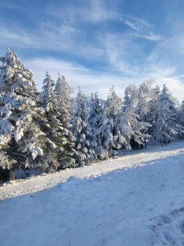 a group of trees covered in snow at Lovac apartmani in Zlatibor