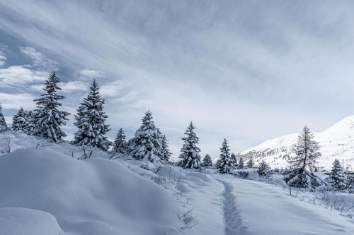 a snow covered road with snow covered trees and mountains at Diamante ampio monolocale stile chalet alpino in Passo del Tonale