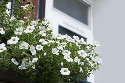 a pot of white flowers in front of a window at Hajo´s Germania Lodge & Irish Pub in Rüdesheim am Rhein