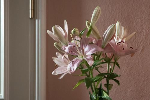 a vase filled with pink flowers in a room at Hajo´s Germania Lodge & Irish Pub in Rüdesheim am Rhein