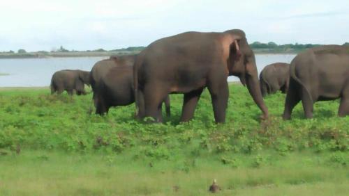 a herd of elephants standing in a field at New Gama Guest in Polonnaruwa