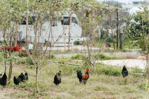 a group of chickens standing in the grass at Le Alley Autocamp in Feng-t'ien-li