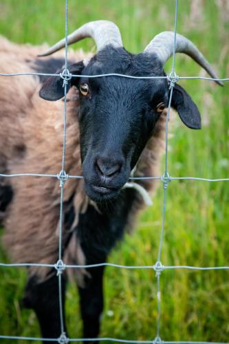 a black goat looking through a wire fence at About Thyme for Sleeps & Treats in Alexandra