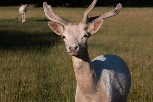 a gazelle standing in a field of grass at About Thyme for Sleeps & Treats in Alexandra