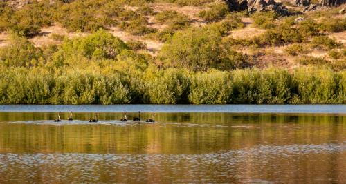 a group of ducks swimming in a body of water at About Thyme for Sleeps & Treats in Alexandra