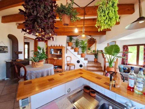 ミリナにあるThe Place by the Sunの天井に植物がたくさん並ぶキッチン