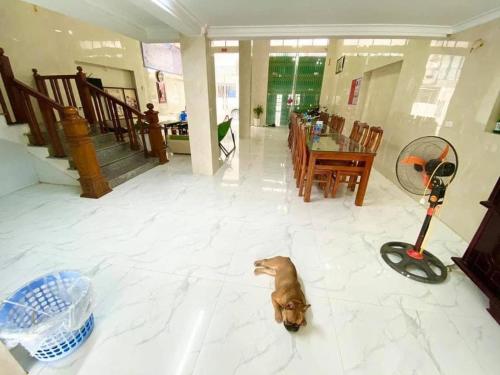 Nhà Nghỉ Huyên Khiêm في هانوي: كلب يستلقي على الأرض في غرفة