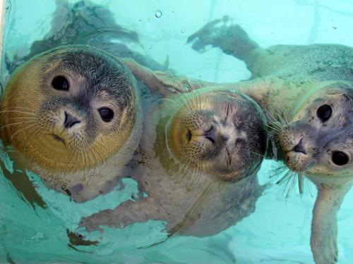 three seals are swimming in the water at EnJoy Meer und See Ferienhaus -In Lauwersoog- 1-6 Pers- 3 Schlafzimmer in Lauwersoog