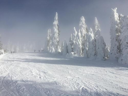 a group of snow covered trees on a ski slope at Apartmány Pernek in Horní Planá