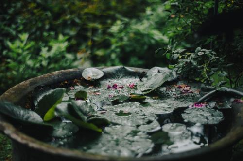 a pot of water with plants in it at Sonnhof in Bad Ischl