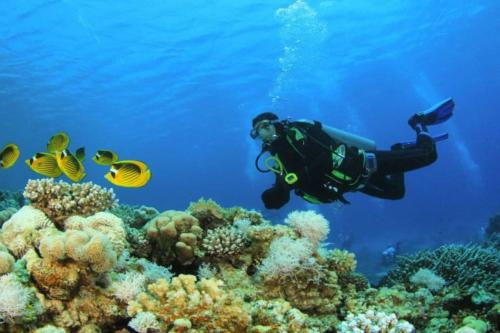 a person swimming over a coral reef with fish at La Coccinella in Graniti