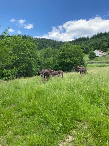 Tres caballos están parados en un campo de hierba. en Chambre 2, en Chalmazel Jeansagniere