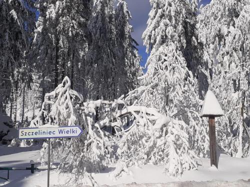 a snow covered tree with a street sign next to it at Chata Otulina in Wünschelburg