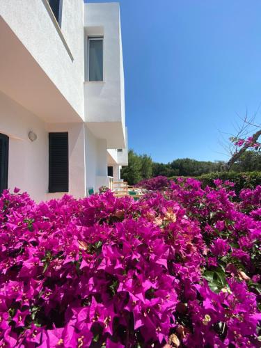 a field of purple flowers in front of a building at Residence Altair - Serra degli Alimini in Otranto