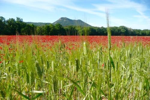 TavernesにあるAu Puits de la Fontaineの山を背景にした赤花畑