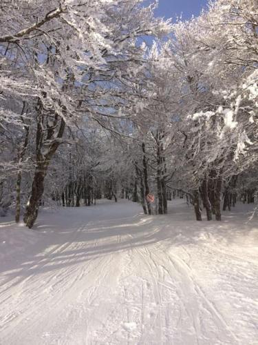 a snow covered road in a forest with trees at Chalet Cosy Lisière de Forêt in Xonrupt-Longemer