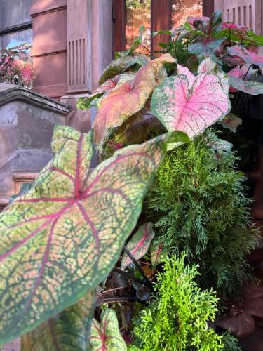 a group of plants in a garden at Soul Food 'Mont Morris' in New York