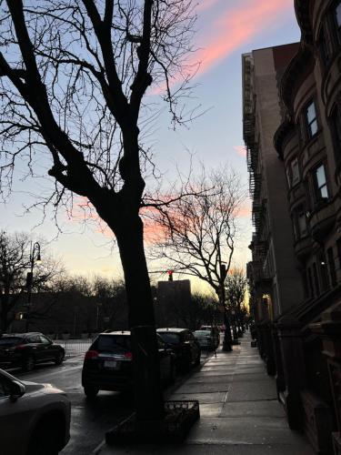 a tree on a city street with cars parked at Soul Food 'Mont Morris' in New York