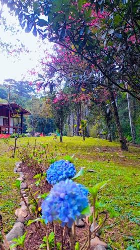 a group of blue flowers in a field at Pousada Bosque do Visconde in Visconde De Maua