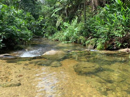 a stream in the middle of a jungle with rocks at Aldeia Gaia Chalés in Teresópolis