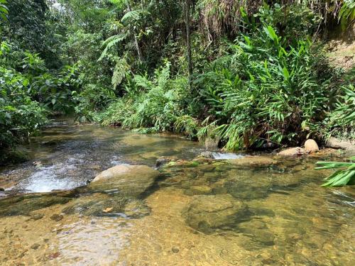 a stream in the middle of a jungle with trees at Aldeia Gaia Chalés in Teresópolis