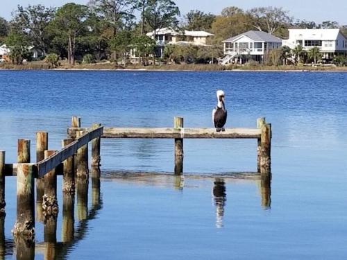 a bird sitting on a wooden post in the water at Pensacola Waterfront Retreat in Pensacola