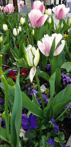 a bunch of pink flowers in a garden at Acquamarina in Rapallo