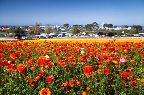 a field of colorful flowers in a field at La Costa Escape - Pool, BBQ, Gated Parking in Encinitas