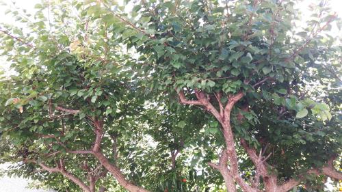 a group of trees with green leaves and red berries at Casa Acqua Marina Ponza in Ponza