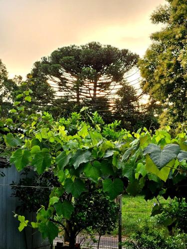 a tree with green leaves in front of a fence at Casa de Temporada Doce Luar in Urubici