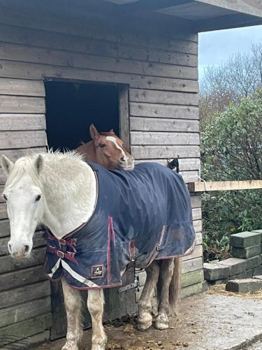 a horse standing in front of a building with a cow at Letterfrack Farmhouse on equestrian farm in Letterfrack beside Connemara National Park in Tullywee Bridge