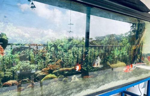 a aquarium filled with lots of fish and plants at Itaca Hostel finca Cafetera in Belalcázar