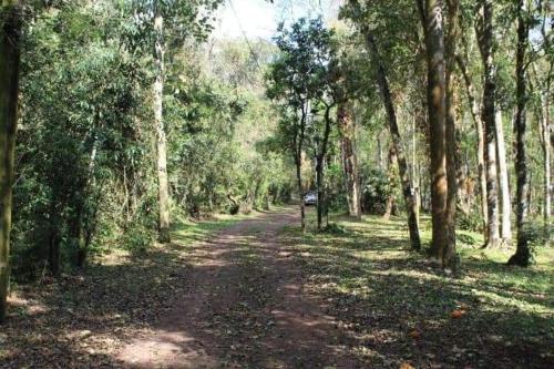 eine unbefestigte Straße durch einen Wald mit Bäumen in der Unterkunft Cabañas El Palmar reserva natural in Eldorado
