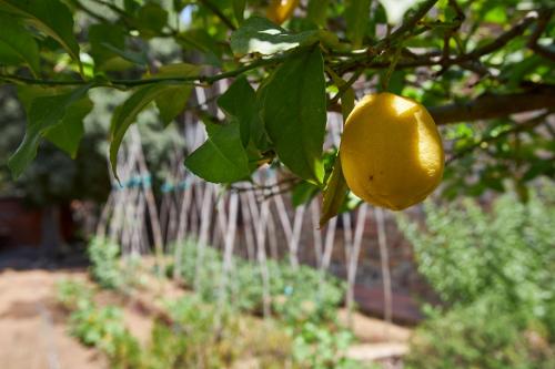 a lemon hanging from a tree in a garden at Mas Can Calet Aparthotel in Les Franqueses del Vallès