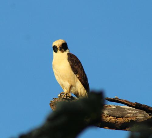 a bird sitting on top of a tree branch at La Esmeralda Villa in Orotina