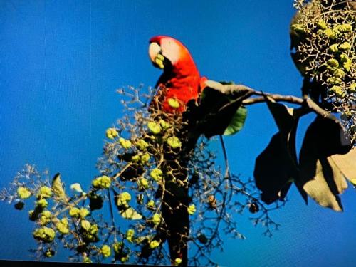 a red parrot sitting on a tree branch at La Esmeralda Villa in Orotina