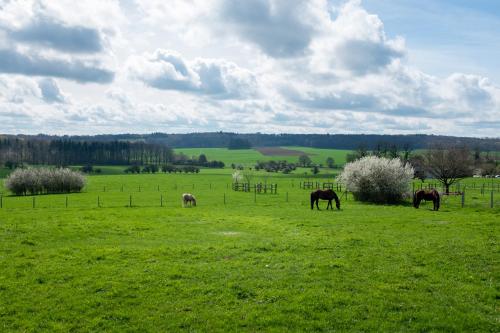 a group of horses grazing in a green field at Prim'tout in Ohey