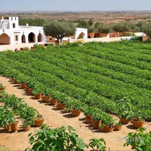una fila de plantas verdes en un campo en la verte esouairia, en Essaouira